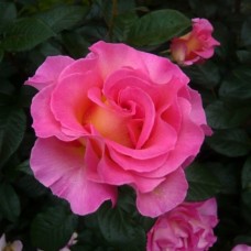 Троянда Пінк Парадайз (Роза Pink Paradise)